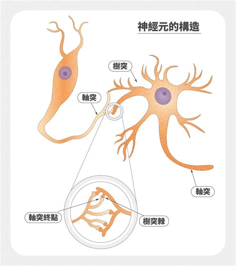 神經細胞形狀|神經細胞:神經細胞簡介,神經元,神經元的功能,神經纖維…